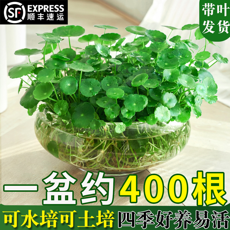 铜钱草水培植物水养草籽花卉室内小绿植盆栽金钱草四季好养活带叶-封面