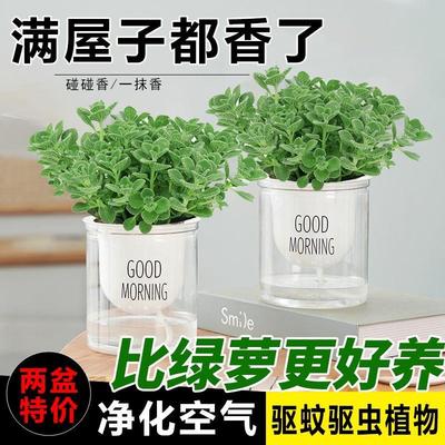 碰香一抹盆栽味植物浓型驱