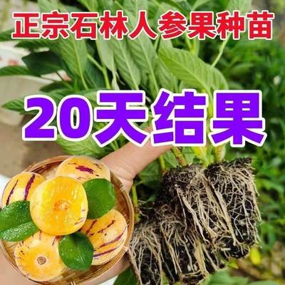 【20天结果】人参苗盆栽生