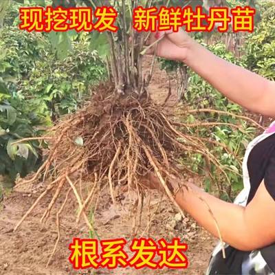 正宗洛阳观赏牡丹花苗大室