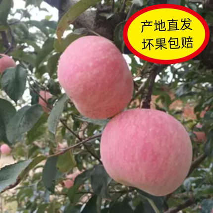 山东威海小国光苹果 新鲜水果老树酸甜苹果包邮5斤自产自销农产品
