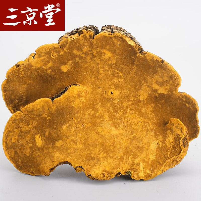 三京堂西藏桑黄西藏桑黄整枝灵芝片孔菌野外生长250g