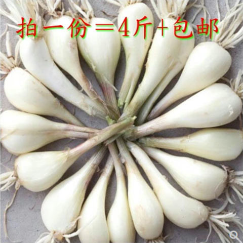 4斤装包邮现挖现发贵州特产遵义凤冈新鲜蔬菜荞头茭头藠头把把葱 - 实物图