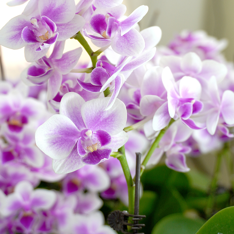 【馨香美人蝴蝶兰 直播间专属】蝴蝶兰盆栽带花苞