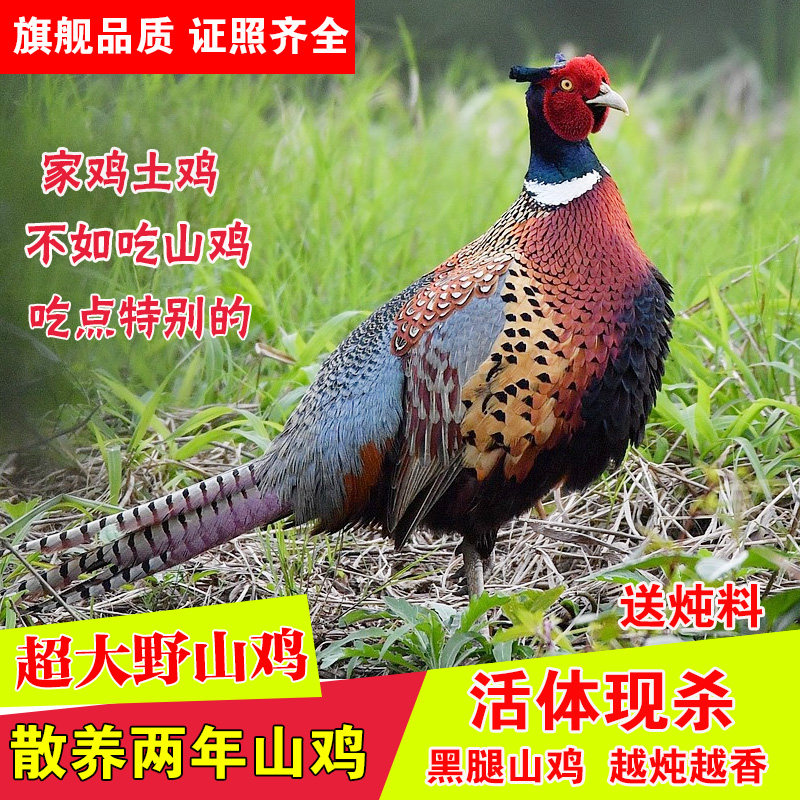 2斤新鲜散养七彩山鸡土鸡野土鸡老母鸡鸡肉活体现杀正宗山鸡包邮