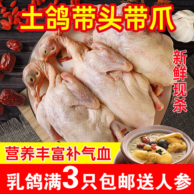 现杀4只乳鸽赠送人参炖料超低价