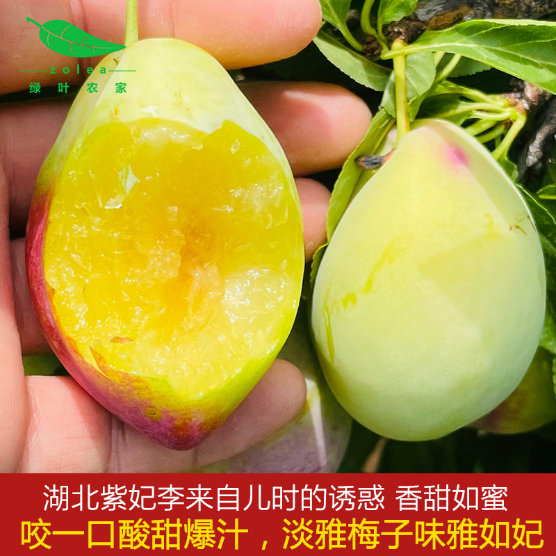 湖北新鲜现摘紫妃李子香甜味黄心肉老品种梅子桃形李孕妇水果应季