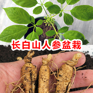 人参盆栽新奇绿植长白山人参苗带土带盆野山参活苗种植人参苗子