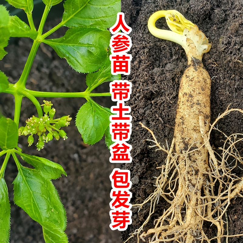 人参活苗盆栽人参苗带土长白山人参苗子种植带盆种苗野山参幼苗 传统滋补营养品 人参/园参及其制品 原图主图