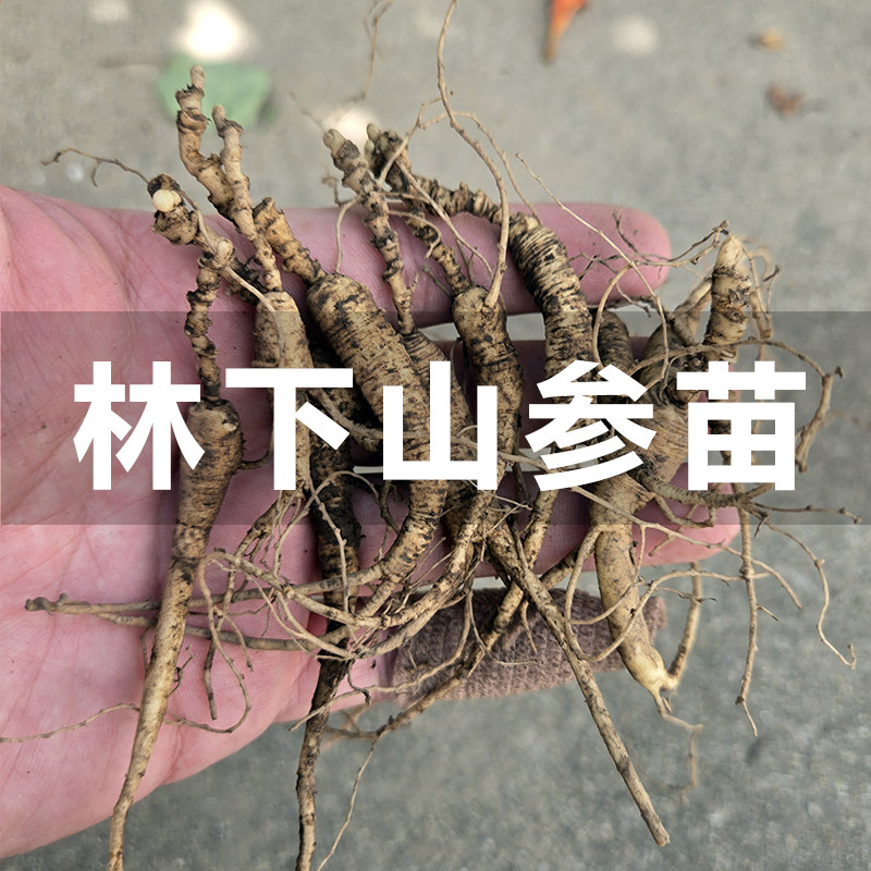 长白山林下参苗带土东北野山参苗盆栽现挖种植人参活苗带芽幼苗