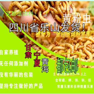 黄粉虫活体 面包虫活虫鲜活虫大麦虫画眉鸟食宠物饲料养殖包邮