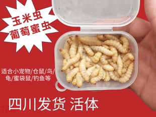 葡萄蜜玉米虫活体密虫鸟活虫大蜡螟幼体钓饵鱼仓鼠蜜袋鼯食物包邮
