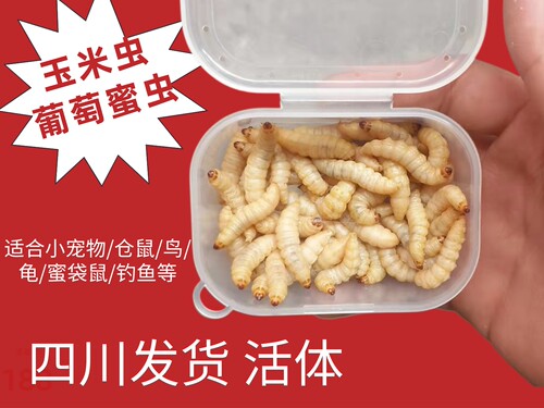 玉米虫葡萄蜜虫活虫包邮