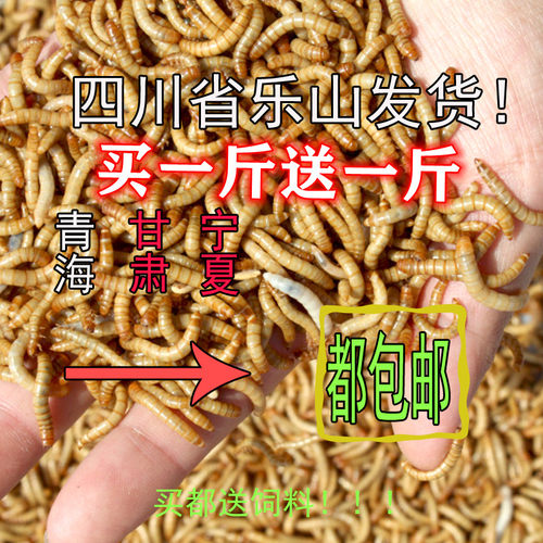 黄粉虫活体面包虫活虫画眉鸟龟金鱼鸡蜘蛛蜥蜴杜比亚蟑螂鱼饵包邮