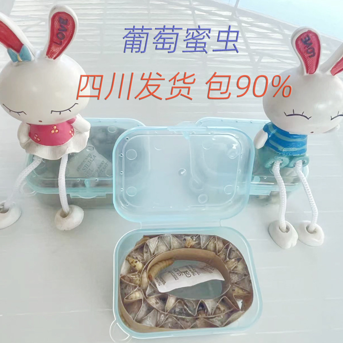 葡萄蜜虫活饵四川中型鱼鲜活玉米
