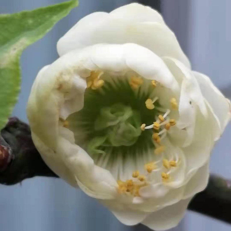 周氏盆景  台阁绿萼黄香  浓香  出台阁  稀有名品,鲜花速递/花卉仿真/绿植园艺,造型盆景,淘宝优惠券,粉丝福利购,淘宝优惠卷