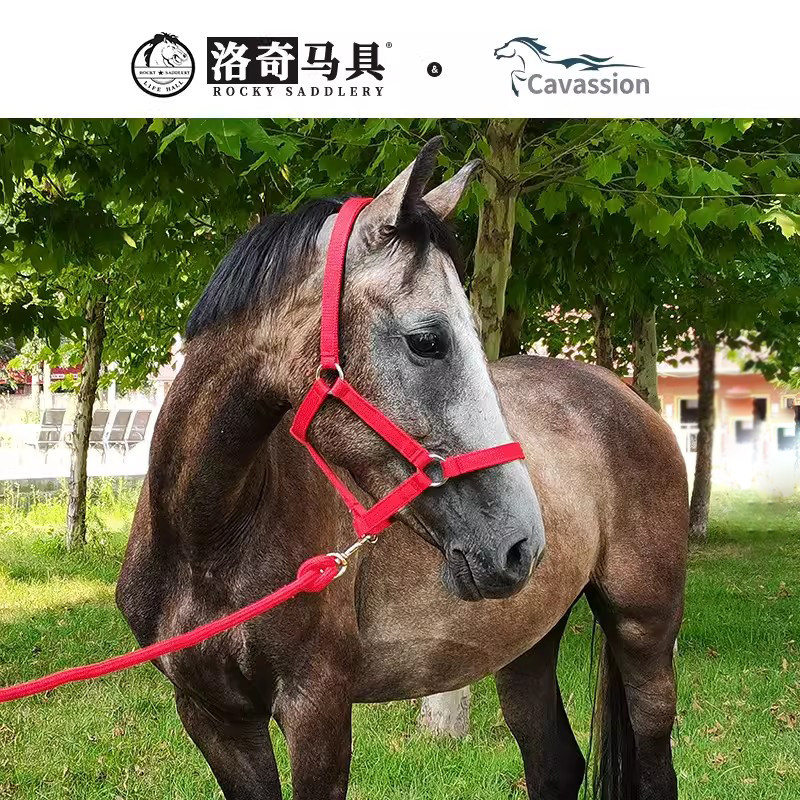 马笼头 牵马笼头 马具 笼头 马术用品 洛奇马具8218001_虎窝淘
