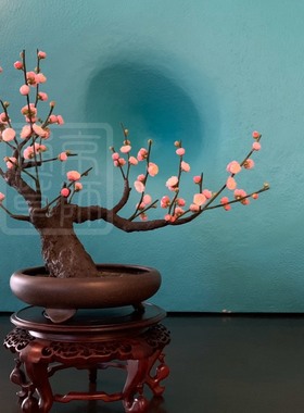 【通草花开】纯手工制作非遗通草花通草纸梅花盆景传统工艺品展品