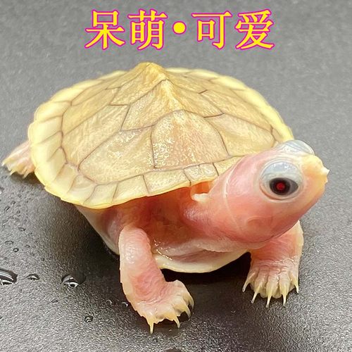 奶油魔眼变异焦糖巴西龟苗好稀有鱼缸混养观赏高端宠物小乌龟活体