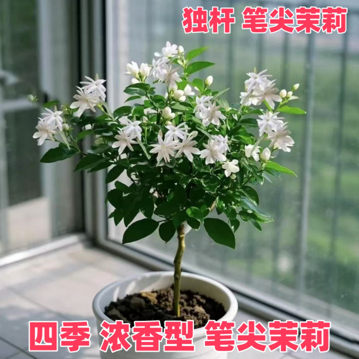 独杆笔尖茉莉单瓣茉莉花盆栽重瓣桌面绿植