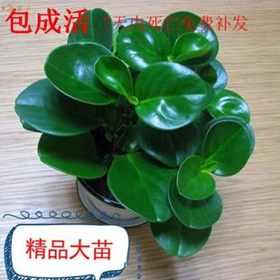 吸烟鬼花豆瓣绿青叶碧玉室内盆栽水培绿箩盆栽花卉绿植植物