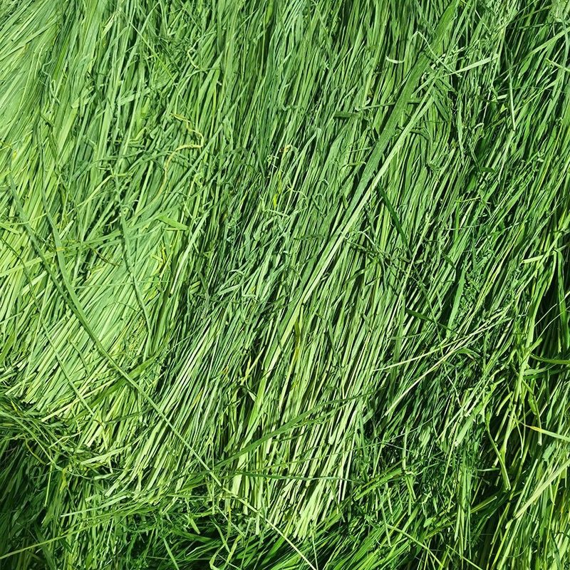 2022年特级烘干北提摩西草兔子干草龙猫荷兰猪豚鼠草粮毛重1000g
