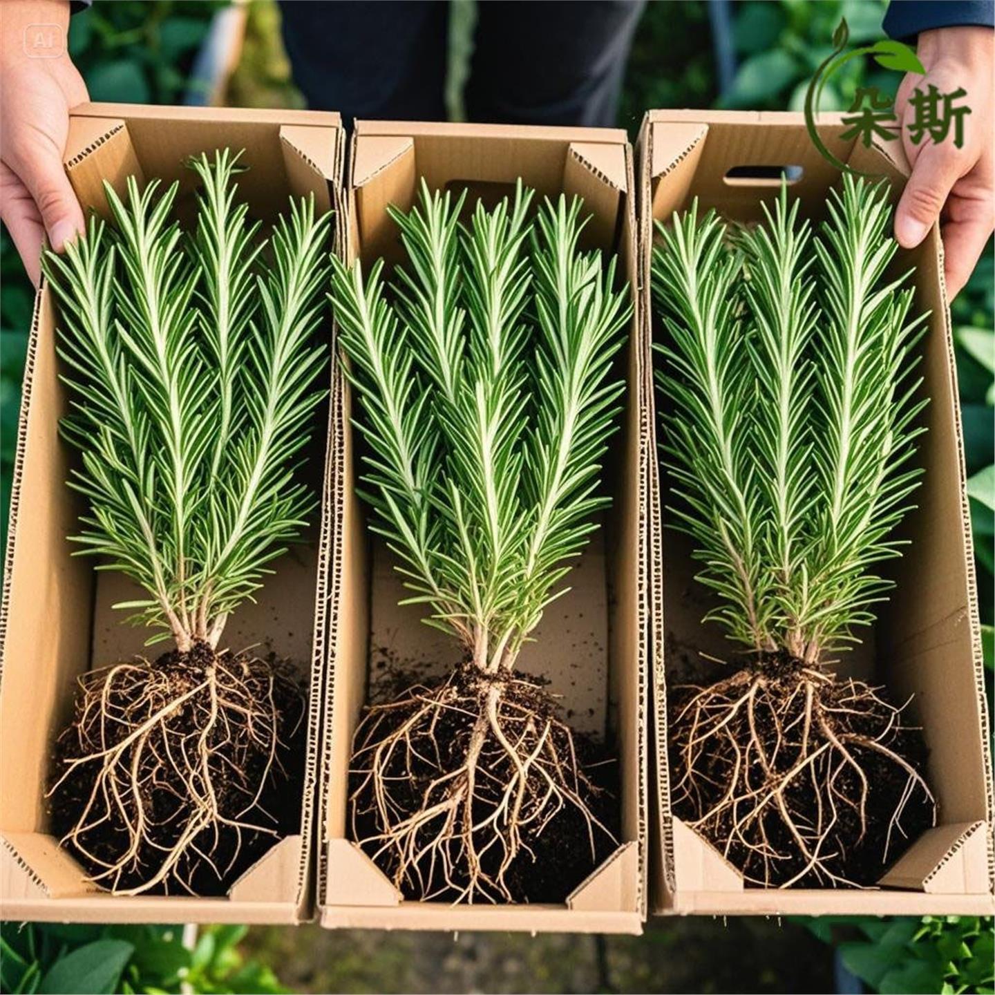 新品驱蚊迷迭香盆栽可食用牛排室内蛋糕新鲜净化空气碰碰香味植物