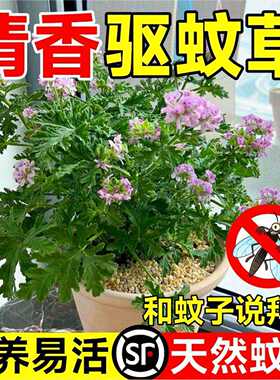 驱蚊草盆栽植物室外室内