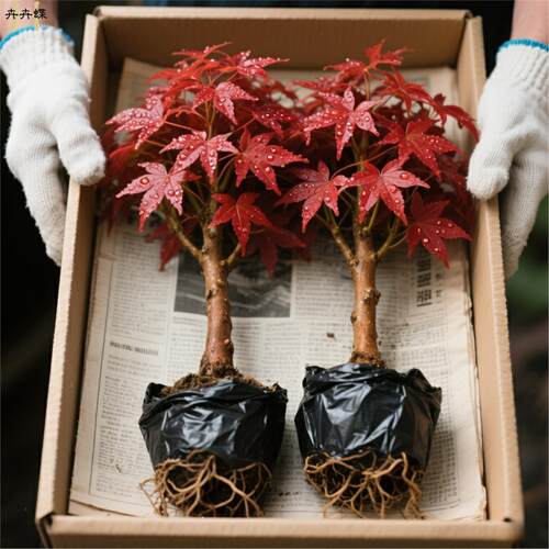 红枫盆栽树苗日本红舞姬中国红枫原盆原土发货成活好室内好养盆栽