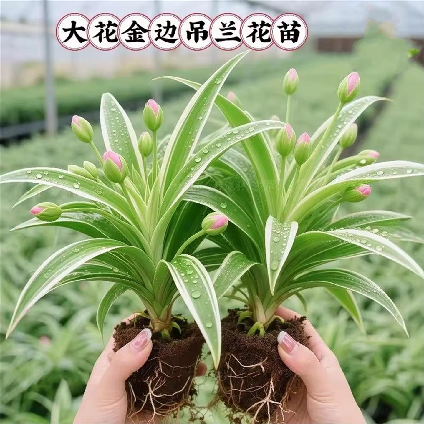 【净化王】金边吊兰盆栽室内客厅净化空气懒人好养新品垂吊花卉