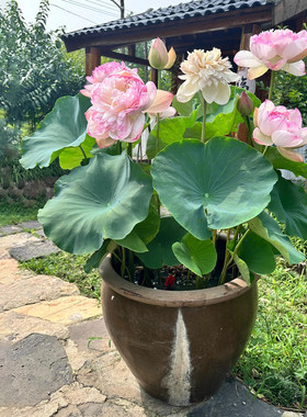 四季好养莲藕苗大型观赏荷花种藕苗 莲藕种苗 盆栽荷花种根苗水培