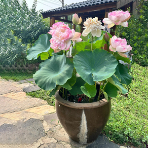 四季好养莲藕苗大型观赏荷花种藕苗 莲藕种苗 盆栽荷花种根苗水培