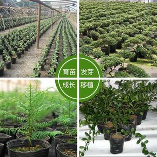 营养育苗杯塑料小碗一次性花盆黑色种植营养袋育苗袋育苗盆营养钵