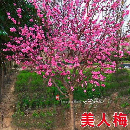 耐寒红梅花树苗盆栽庭院地栽浓香四季花卉植物骨里红腊梅室内盆景