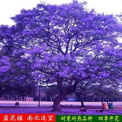 蓝花楹树苗 珍贵树苗 珍稀名贵树苗 凤凰木 红花楹树庭院树苗