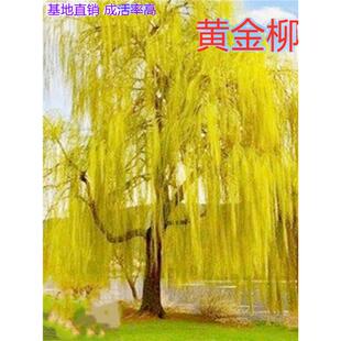 黄金柳树苗耐寒耐热金丝垂柳小苗庭院道路直生柳苗绿化行道树植物