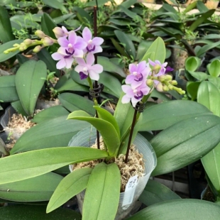 兰心苑湾湾版蓝宝石/小茴紫/紫式部蝴蝶兰夏花型耐热爱续花易养