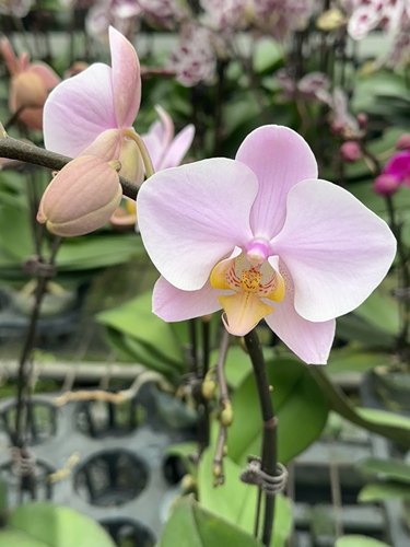 蝴蝶兰【萨利纳斯】粉嫩仙气花色好养耐开室内花卉盆栽植物