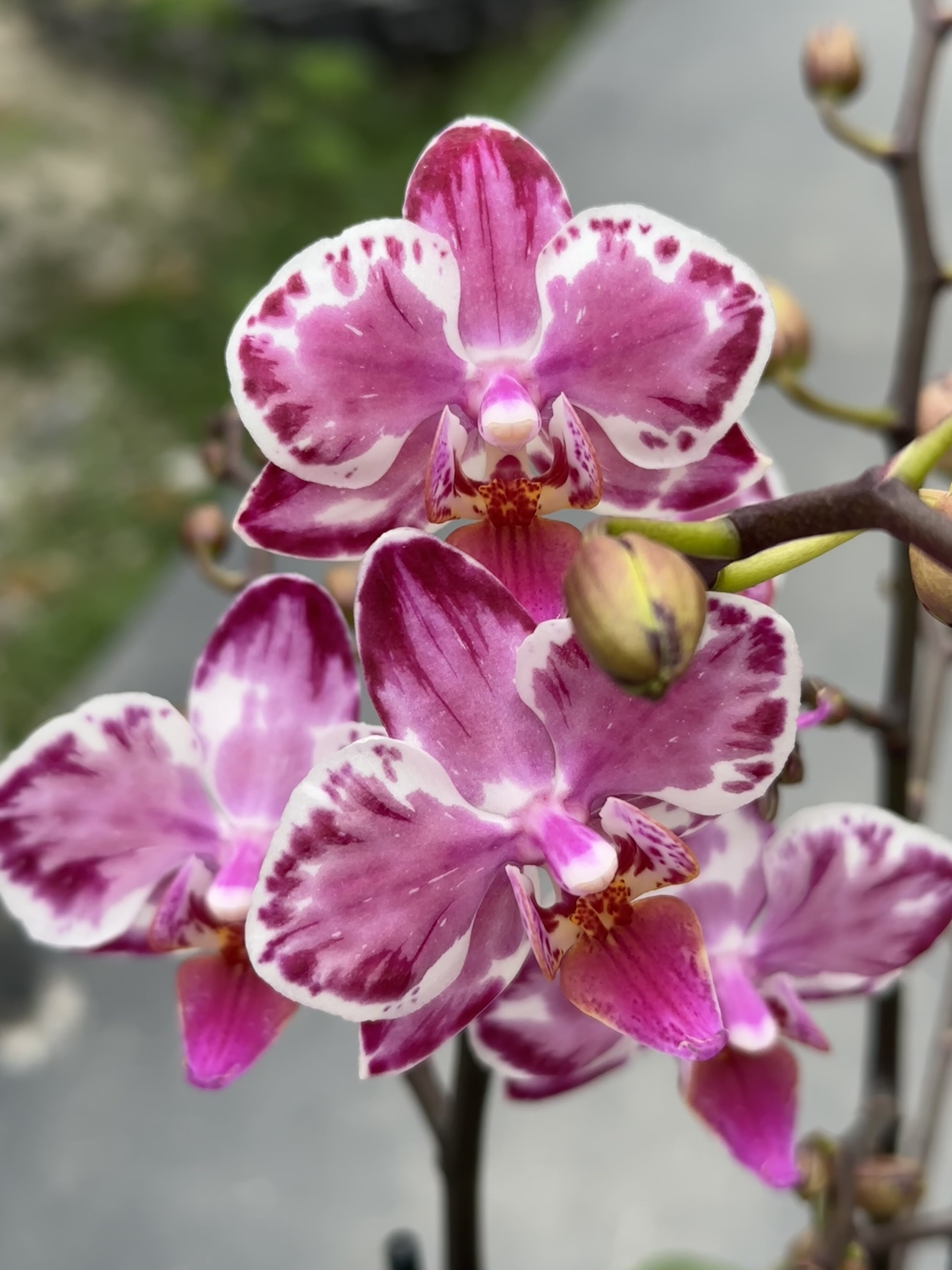 蝴蝶兰【幻彩万花筒蝴蝶兰】3.5寸小花开花株花量大基地直发