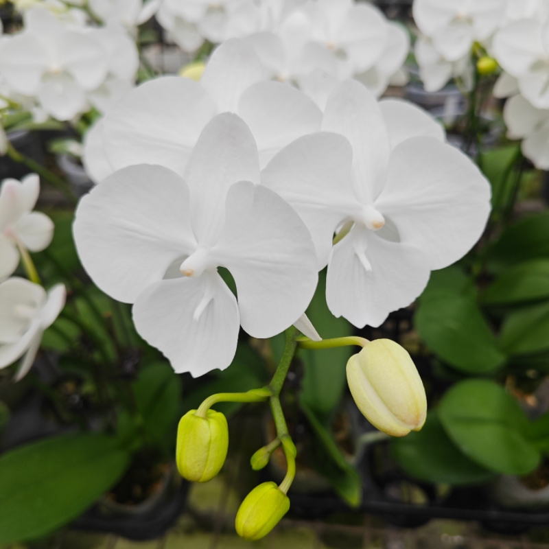 蝴蝶兰【白天鹅】纯白中型花易养耐开室内盆栽花卉