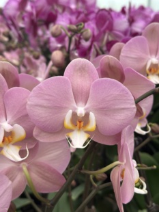 欧洲蝴蝶兰安祖【帕多瓦】带花苞带花剑四季好养室内花卉植物