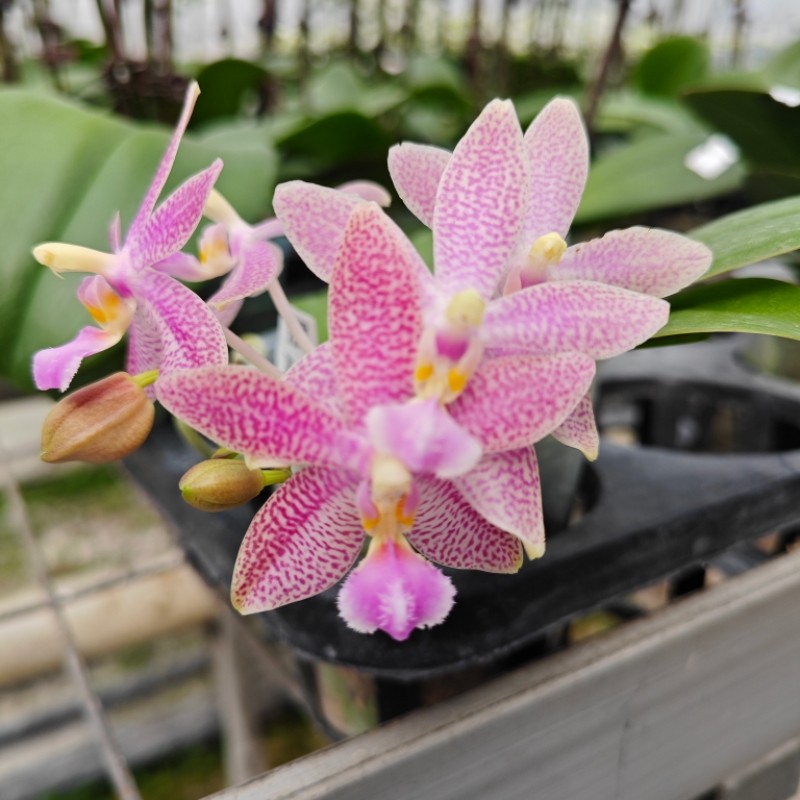 swr21fi phal.meen estrella   x   phal.lindenii