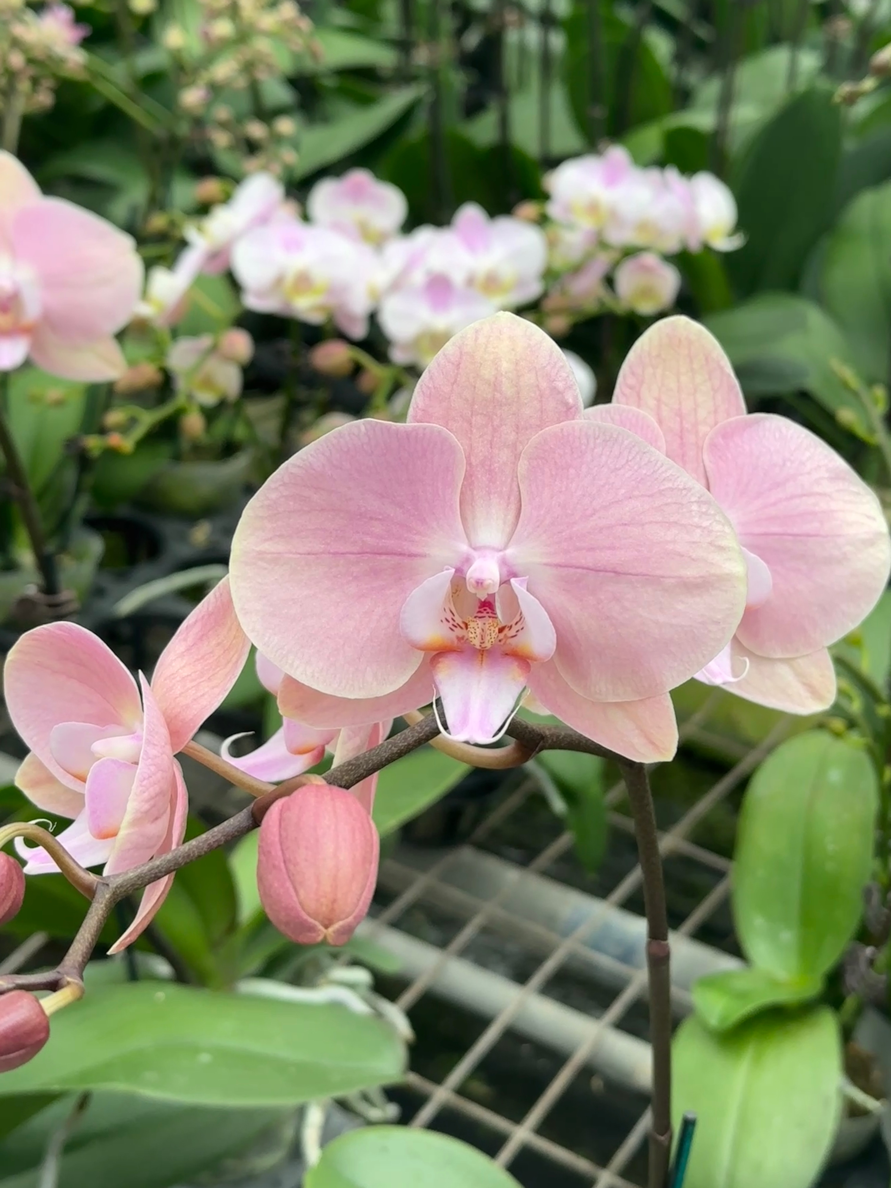 欧洲安祖蝴蝶兰【罗马】网红室内花卉绿植