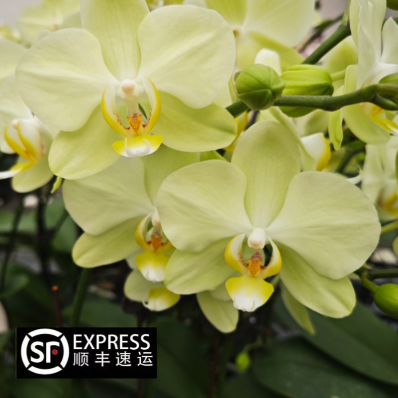蝴蝶兰【卡莉】安祖经典品种淡绿色清新淡雅花期长丰花耐看