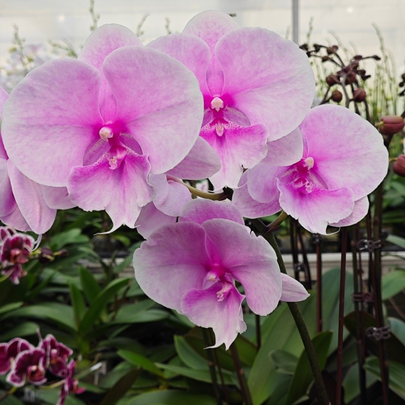 蝴蝶兰【迷雾】粉色大型花室内盆栽花卉好养,鲜花速递/花卉仿真/绿植园艺,国兰/杂交兰/洋兰类,淘宝优惠券,粉丝福利购,淘宝优惠卷