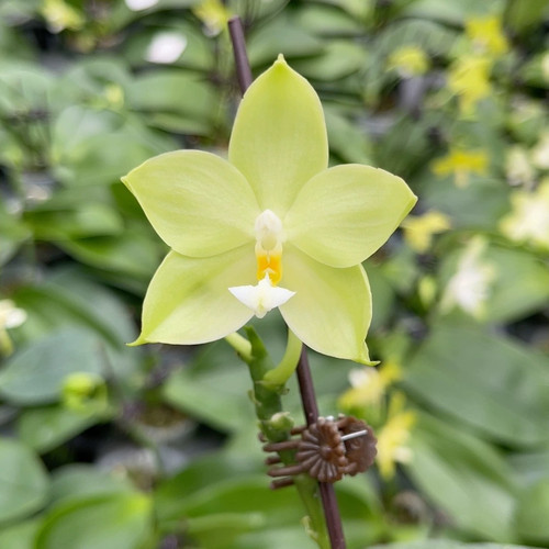 原生蝴蝶兰2.5寸开花株直播拍顺丰发货