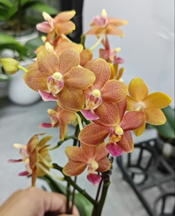 蝴蝶兰龚氏小橘子带香味1.7寸苗子无花剑