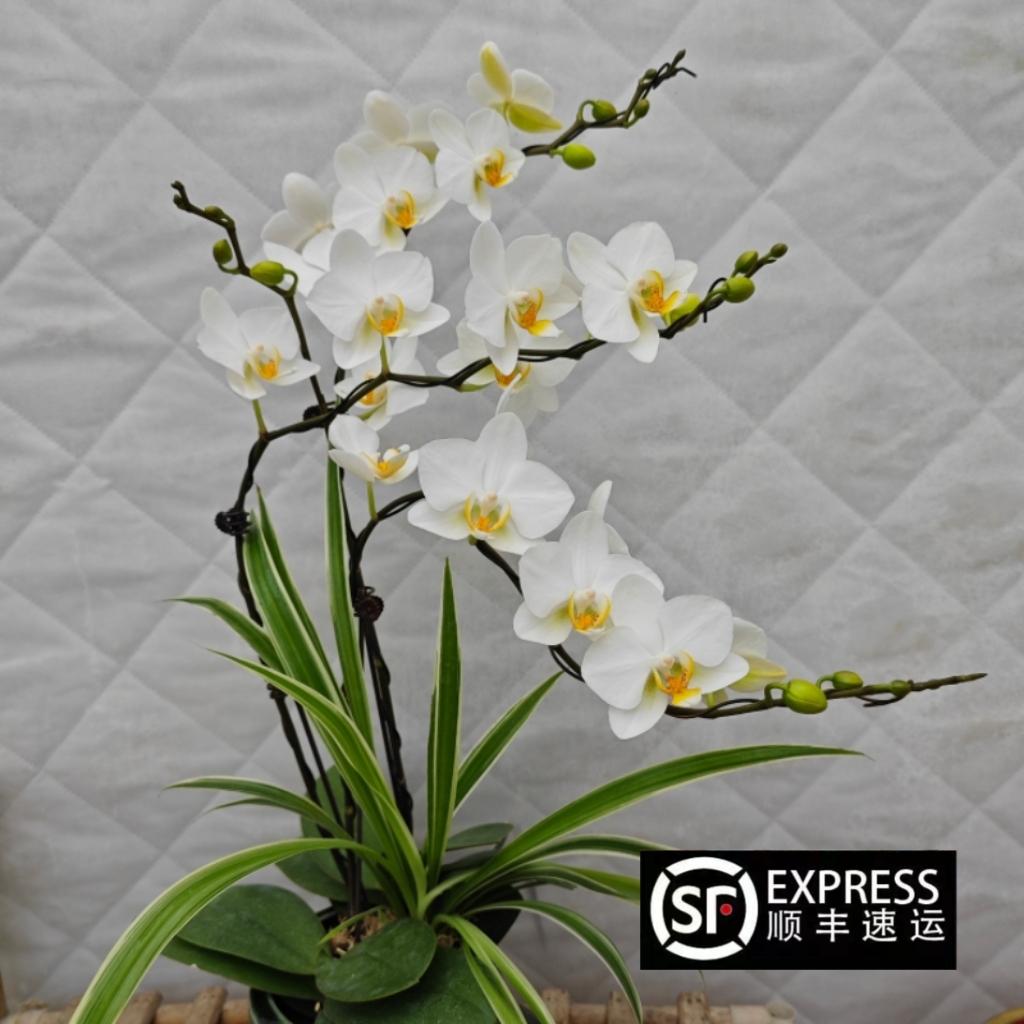 欧洲安祖蝴蝶兰【洛桑】白色小花型室内盆栽花卉