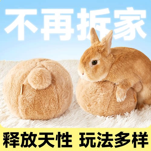 兔兔发泄伴侣避免兔兔拆家乱喷尿