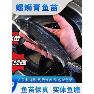 螺蛳青鱼苗特大型20公分半斤食用乌黑皖淡水养殖灰草鱼螺丝青鱼苗